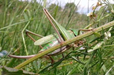 Decticus verrucivorus