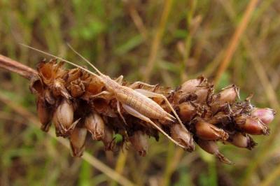 Oecanthus pellucens
