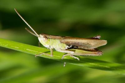 Chorthippus albomarginatus