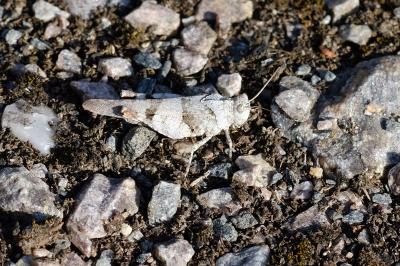 Oedipoda caerulescens