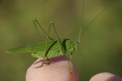 Phaneroptera falcata
