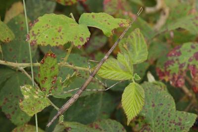 Bacillidae