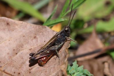 Omocestus rufipes