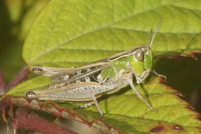 Stenobothrus stigmaticus