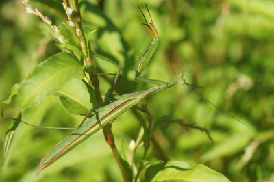 Mantidae