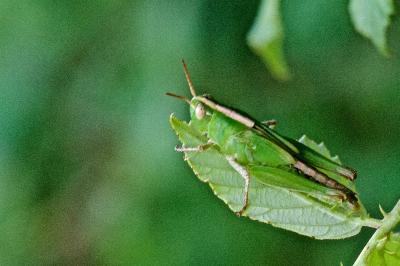 Aiolopus thalassinus