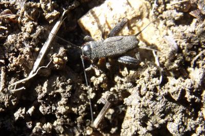 Eumodicogryllus bordigalensis
