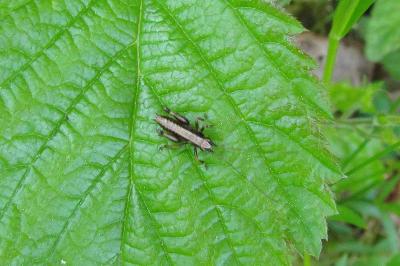 Pholidoptera griseoaptera