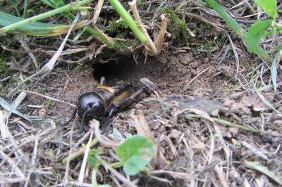 Gryllus campestris