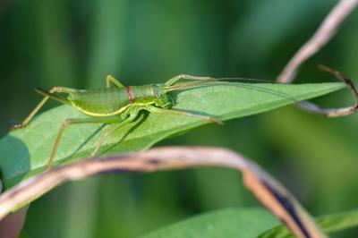 Ephippiger diurnus