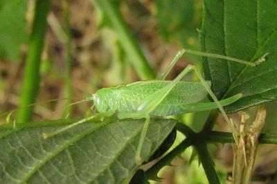 Meconema thalassinum