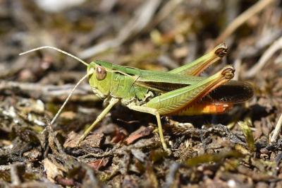 Stenobothrus lineatus