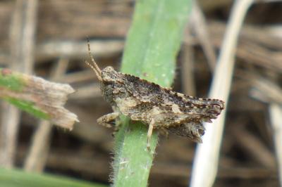 Tetrigidae
