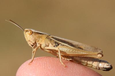 Chorthippus albomarginatus