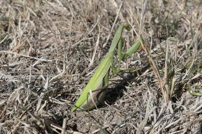Mantis religiosa