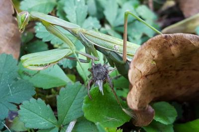 Mantis religiosa