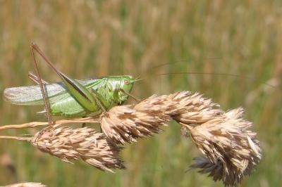 Bicolorana bicolor