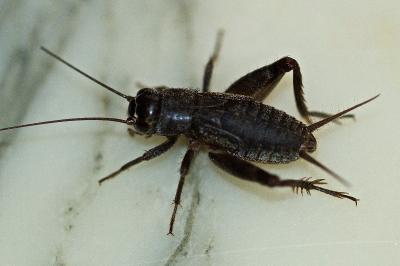 Eumodicogryllus bordigalensis