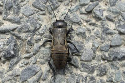 Gryllus campestris