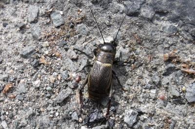 Gryllus campestris