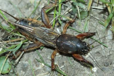 Gryllotalpidae