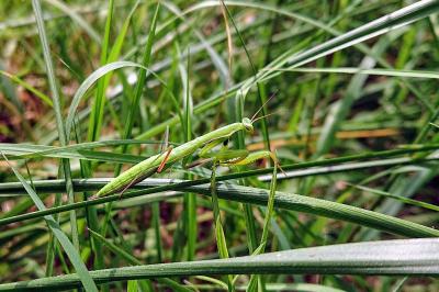 Mantis religiosa