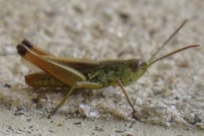 Pseudochorthippus parallelus