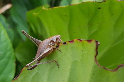 Pholidoptera griseoaptera