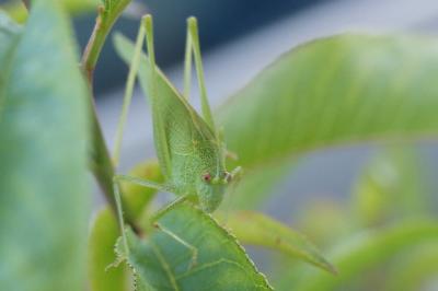 Phaneroptera nana