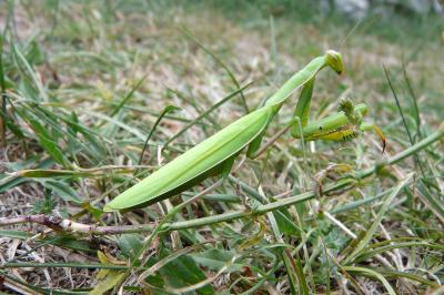 Mantis religiosa