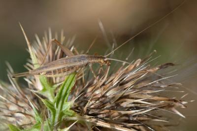 Gryllidae