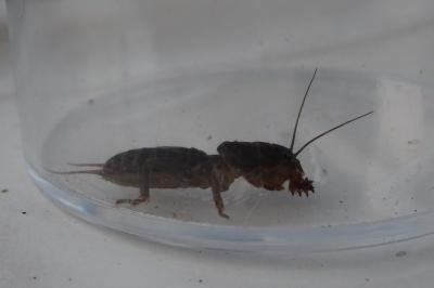 Gryllotalpa gryllotalpa