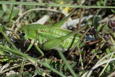 Decticus verrucivorus