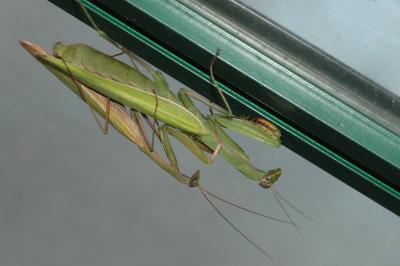 Mantis religiosa