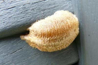 Mantis religiosa
