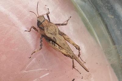 Tetrix ceperoi
