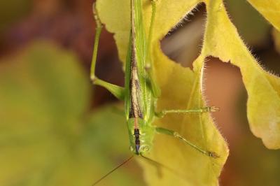 Tettigonia viridissima