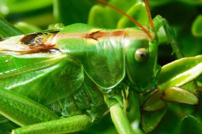Tettigonia viridissima