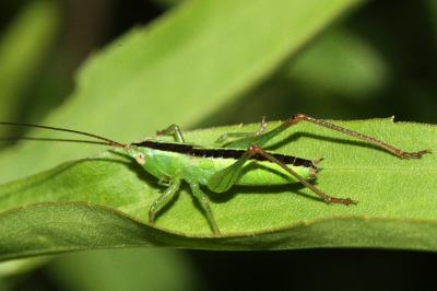 Conocephalus fuscus