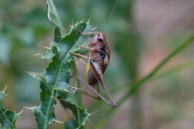Pholidoptera griseoaptera