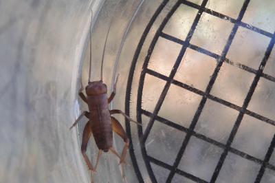 Nemobius sylvestris