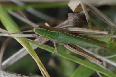 Chorthippus dorsatus