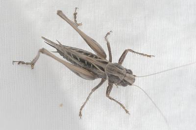 Tessellana tessellata