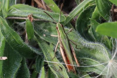 Chorthippus dorsatus