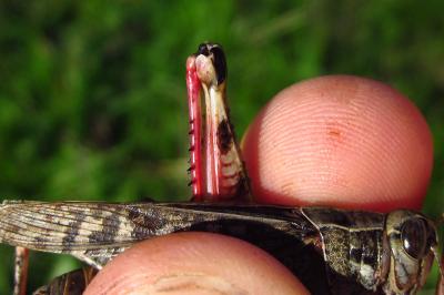 Calliptamus italicus