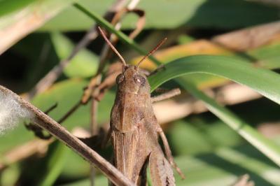 Aiolopus strepens