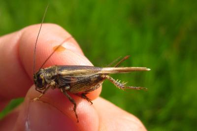 Eumodicogryllus bordigalensis
