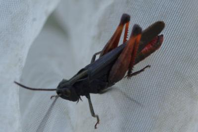 Omocestus rufipes
