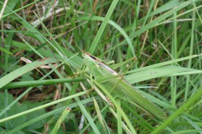 Tettigonia viridissima
