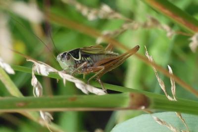 Roeseliana roeselii